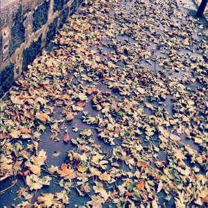 Autumn leaves...
